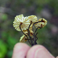 Marasmius androsaceus, underside showing gills. Marasmius androsaceus, underside showing gills.
